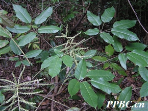 穗序鹅掌柴 Heptapleurum delavayi