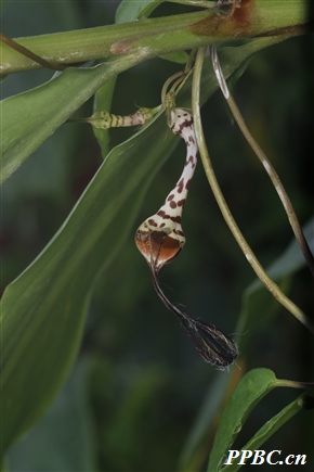 吊灯花 Ceropegia trichantha