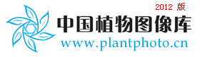 雷波铁线莲 Clematis pogonandra var. alata