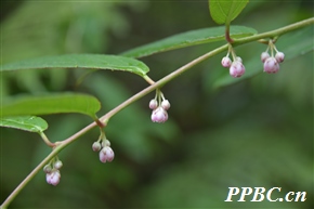 条叶猕猴桃 Actinidia fortunatii