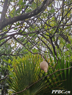 吊灯花 Ceropegia trichantha