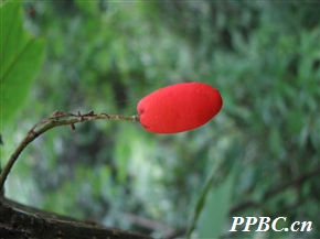 无须藤 Hosiea sinensis